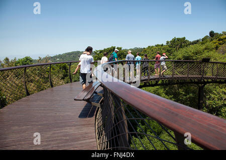 Boomslang Gehweg-Überdachung im Kirstenbosch National Botanical Garden in Cape Town - Südafrika Stockfoto