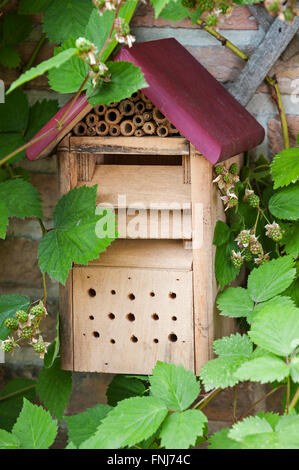 Insektenhotel / einsame Bienenhaus, Marienkäfer und grünen Florfliegen (Chrysopidae) Schachteln box im Blackberry Busch im Garten Stockfoto