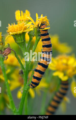 Raupen von Zinnober Moth (Tyria Jacobaeae / Phalaena Jacobaeae) ernähren sich von Kreuzkraut (Jacobaea Vulgaris / Senecio Jacobaea) Stockfoto