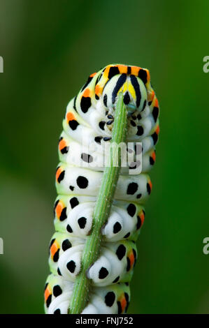 Raupe des gemeinsamen gelbe Schwalbenschwanz / alte Welt Schwalbenschwanz Schmetterling (Papilio Machaon) ernähren sich von Pflanzen Stockfoto