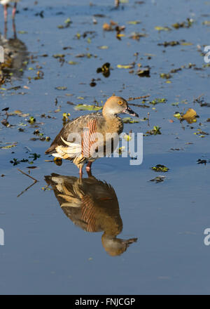 Federbusch, Pfeifen-Ente (Dendrocygna Eytoni), Mamukala Feuchtgebiete, Kakadu-Nationalpark, Northern Territory, Australien Stockfoto