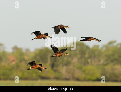 Gefiederte Whistling-Enten (Dendrocygna Eytoni), Mamukala Feuchtgebiete, Kakadu-Nationalpark, Northern Territory, Australien Stockfoto