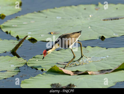 Kamm-crested Jacana (Irediparra Gallinacea), Fogg Dam, Northern Territory, Australien Stockfoto