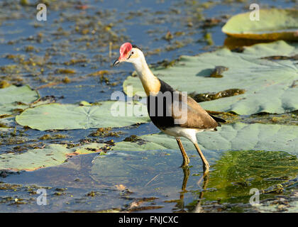 Kamm-crested Jacana (Irediparra Gallinacea), Fogg Dam, Northern Territory, Australien Stockfoto