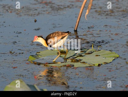 Kamm-crested Jacana (Irediparra Gallinacea), Fogg Dam, Northern Territory, Australien Stockfoto