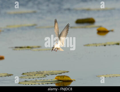 Weissbart-Seeschwalbe (Chlidonias Hybridus), Fogg Dam, Northern Territory, Australien Stockfoto