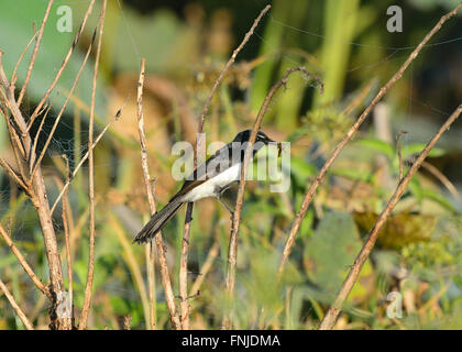 Willie Wagtail (Rhipidura Leucophrys) mit Insekt im Schnabel, Fogg Dam, Northern Territory, Australien Stockfoto