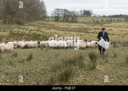 Stirlingshire, Schottland - 15. März 2016: Landwirt zusätzliche Fütterung mit pellets eine Herde Schafe alle schwanger mit Zwillingen vor Lämmer im April Credit: Kay Roxby/Alamy Live News Stockfoto