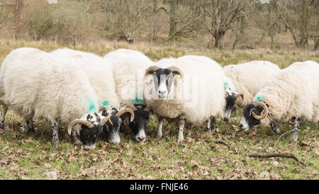 Stirlingshire, Schottland - 15. März 2016: Landwirt ergänzende Fütterung mit Pellets eine Herde Schafe schwanger mit Zwillingen vor Lämmer im April Credit: Kay Roxby/Alamy Live News Stockfoto