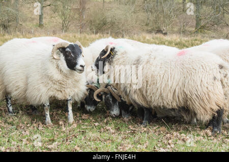 Stirlingshire, Schottland - 15. März 2016: Landwirt ergänzende Fütterung mit Pellets eine Herde Schafe schwanger mit Zwillingen vor Lämmer im April Credit: Kay Roxby/Alamy Live News Stockfoto