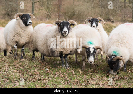 Stirlingshire, Schottland - 15. März 2016: Landwirt ergänzende Fütterung mit Pellets eine Herde Schafe schwanger mit Zwillingen vor Lämmer im April. Bildnachweis: Kay Roxby/Alamy Live-Nachrichten Stockfoto