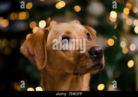 Weihnachten Welpen Porträt Stockfoto