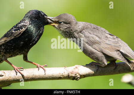 Ein Erwachsener gemeinsame Starling (Sternus Vulgaris) ernährt sich ein Jungvogel in einem sonnigen Garten, Hastings, East Sussex Stockfoto