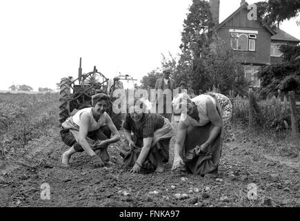 Frauen, die Kartoffeln sammeln, die in Großbritannien 1962 1960er Jahre Kartoffeln pflücken Stockfoto