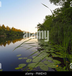 Schöne Aussicht auf den Fluss mit Schilf und gelbe Lilie am Abend Stockfoto