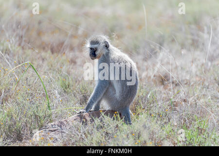 Ein Vervet Affen, Chlorocebus Pygerythrus, im Mountain Zebra National Park in der Nähe von Cradock in Südafrika Stockfoto