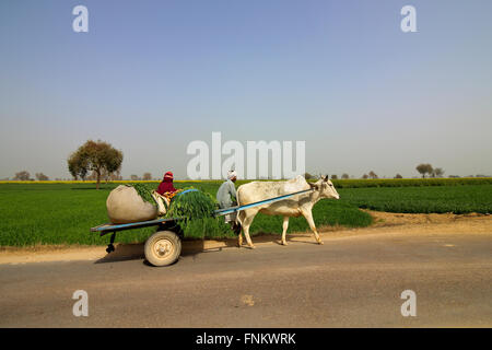 Ein Mann und eine Frau fahren einen traditionellen Ochsenkarren durch die Ackerflächen der ländlichen Rajasthan im Norden Indiens. Stockfoto