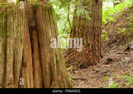 Große alte Bäume Stockfoto