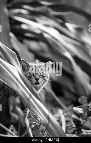 Wilde Katze auf Palm Beach Island Stockfoto