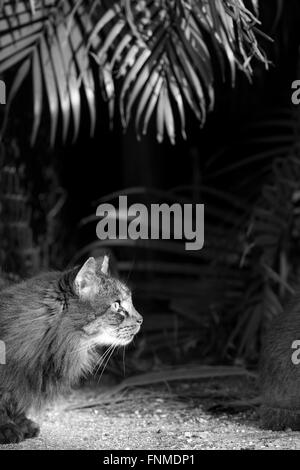 Wilde Katze auf Palm Beach Island Stockfoto