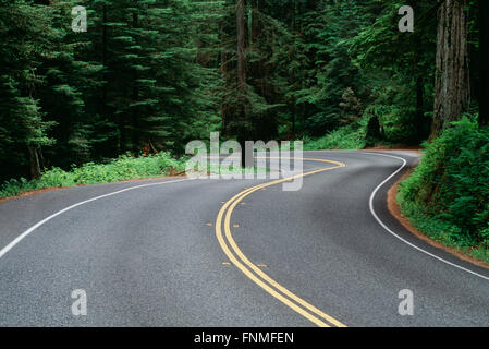 Kurvenreiche Straße durch einen Wald, Jedediah Smith Redwoods State Park, Kalifornien, USA Stockfoto