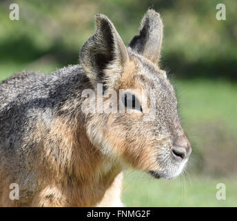 Patagonian mara Tier Gesicht Stockfoto