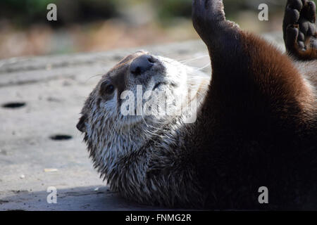 Otter, die sich in der Sonne genießen Stockfoto