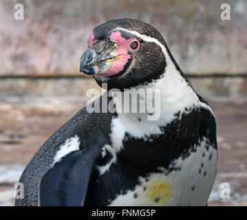 Humboldt-Pinguin Stockfoto