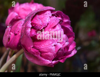 Lila Tulpe Mariola nach dem Regen Stockfoto