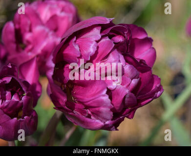 Tulpe Mariola Stockfoto