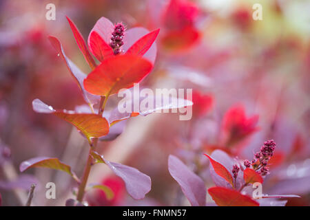 Red Robin (Photinia fraseri) AKA Rote Spitze Photinia, in der Blüte. Stockfoto