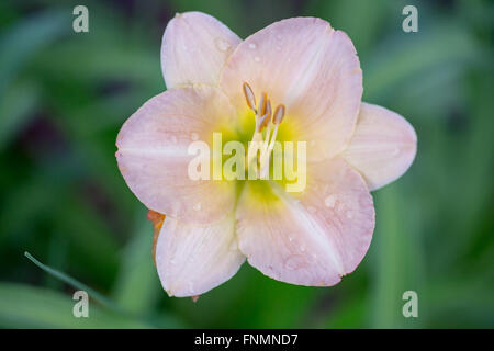 Tageslilie in Blüte mit Tröpfchen. Stockfoto