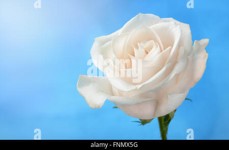 Weisse rose unter blauem Himmelshintergrund Stockfoto