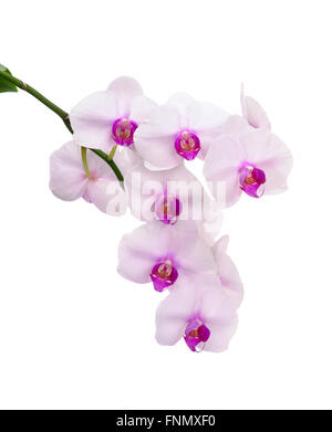 Schaft eine weiße Orchidee, isoliert auf weiss Stockfoto