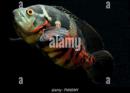 Astronotus Ocellatus, Oscar, samt Cichlid, Marmor Buntbarsch Stockfoto