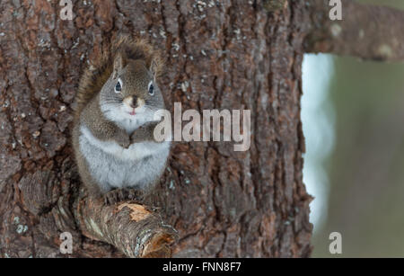Liebenswert, Frühling rote Eichhörnchen, Nahaufnahme und Blick in die Kamera, sitzt auf einem gebrochenen Zweig Stumpf einer Pinie. Stockfoto