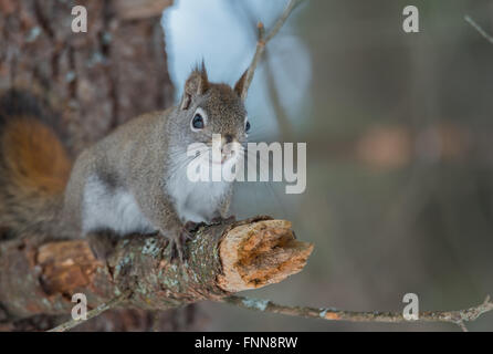 Liebenswert, Frühling rote Eichhörnchen, Nahaufnahme und Blick in die Kamera, sitzt auf einem Baumstumpf gebrochenen Zweig. Stockfoto