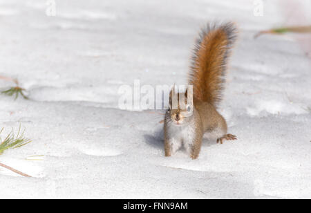 Feuriges orange Tail, Eichhörnchen auf Frühling Firn auf der Suche nach Num Nums in Firn Nordontario Wald Essen. Stockfoto