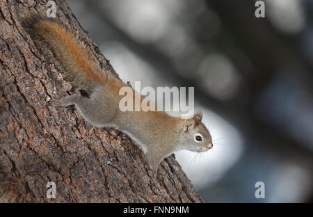 Feuriges orange Frühling rote Eichhörnchen, voller Länge auf einem Baum.  Schnelle kleine Waldbewohner rannten Bäume in einem Wald Stockfoto