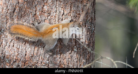 Feuriges orange Frühling rote Eichhörnchen, voller Länge auf einem Baum.  Schnelle kleine Waldbewohner rannten Bäume in einem Wald Stockfoto