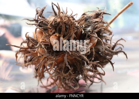 Nuss-Fall von vielen einzelnen Cob Nüssen, Schuppen von einem lokalen Baum Stockfoto