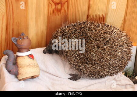 Eine gerettete, kranke Igel spielen im Tierheim ca. 5 Stunden vor Veröffentlichung zurück in die Wildnis Stockfoto