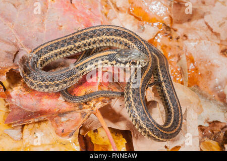 Ebenen-Strumpfband-Schlange, Thamnophis Radix; Native zur zentralen Vereinigten Staaten nach Kanada Stockfoto