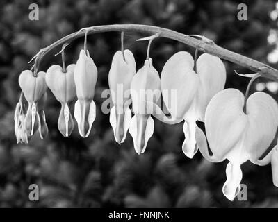 schwarze und weiße Makro Bild eines Zweiges halten Tränendes Herz Blumen gibt es ein 3D Gefühl Stockfoto