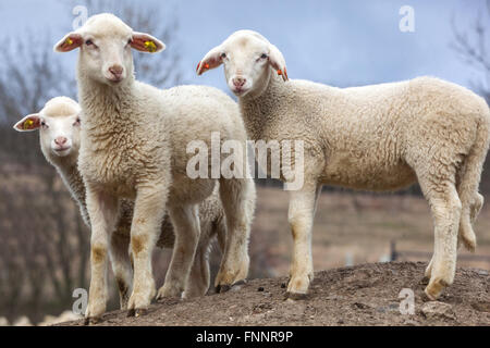 Schafzucht drei Lämmer Frühjahr Tschechische Republik Stockfoto