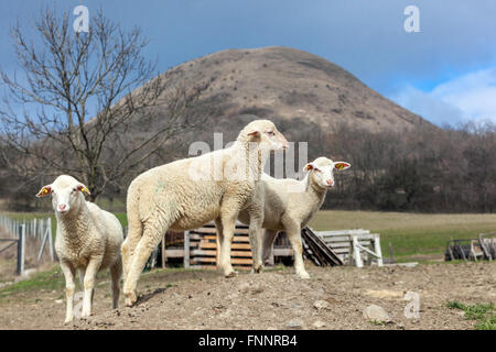 Drei Lämmer auf einem Bauernhof, im Hintergrund Hügel Oblík Ceske Stredohori Berg Tschechische Republik Bauernhof Stockfoto