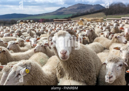 RAM zwischen Schafherden Schafherden Schafzucht im Mittelböhmischen Hochland ländliche Tschechische Republik Schafherde Nutztiere Nutztierzuchtgruppe landwirtschaftliche Nutzflächen Stockfoto