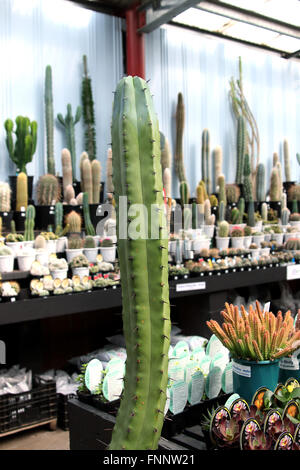 Myrtillocactus Cochal oder bekannt als Kandelaber-Kaktus Stockfoto