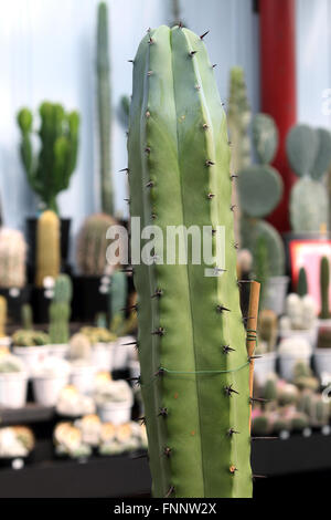 Myrtillocactus Cochal oder bekannt als Kandelaber-Kaktus Stockfoto