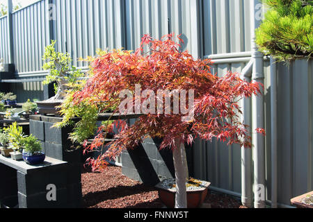 Acer Palmatum Dissectum Atropurporeum oder bekannt als Red Leaf weinend japanischer Ahorn Stockfoto